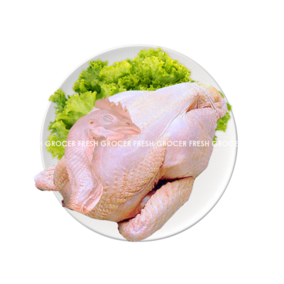 AYAM TUA (OLD CHICKEN) FROZEN 1PCS